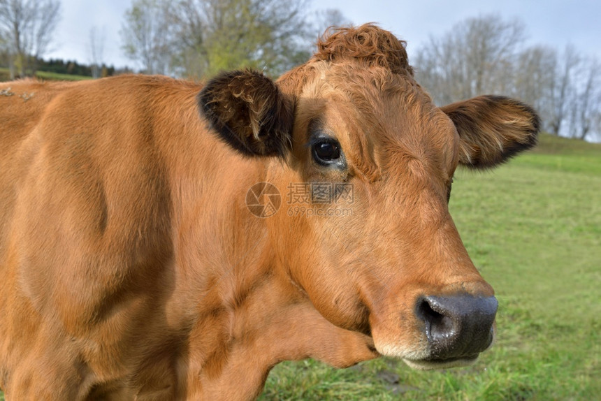 动物高山棕色奶牛肖像在草地上看着摄像机自然欧洲图片