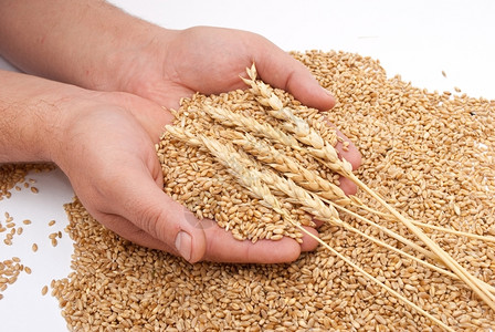 庄稼手指和小麦成熟图片