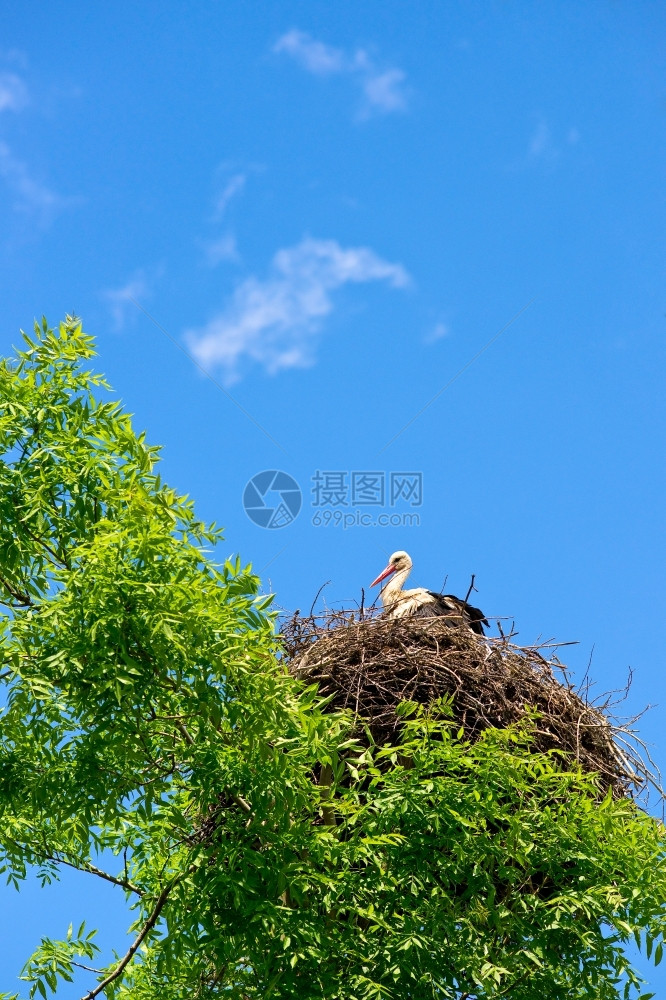 鹳在树上的巢中野生动物阿尔巴耶夫鸟图片