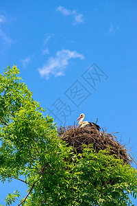 鹳在树上的巢中野生动物阿尔巴耶夫鸟图片