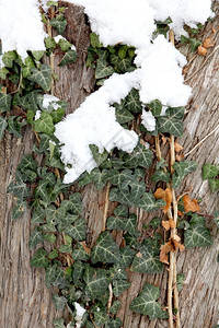 叶子树下Hedera螺旋底部的绿色常春藤上雪植物森林图片