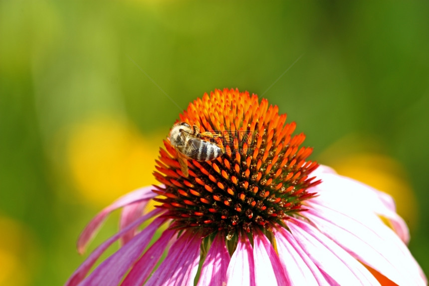 花朵上采花的蜜蜂图片
