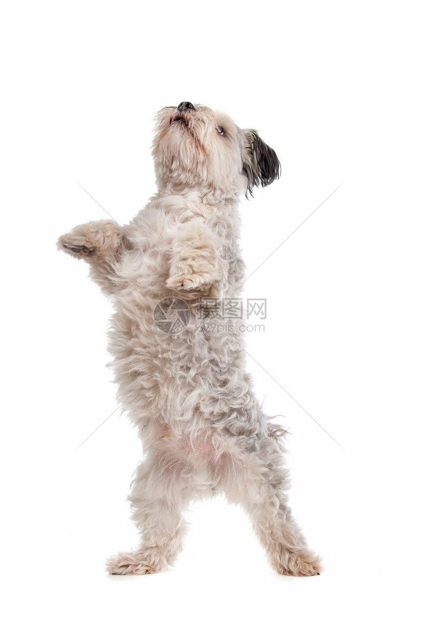 石西施犬在白色背景前动物图片