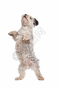 石西施犬在白色背景前动物背景图片