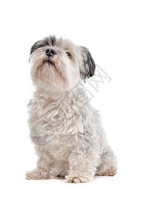 西施犬在白色背景前纯种宠物慈背景图片