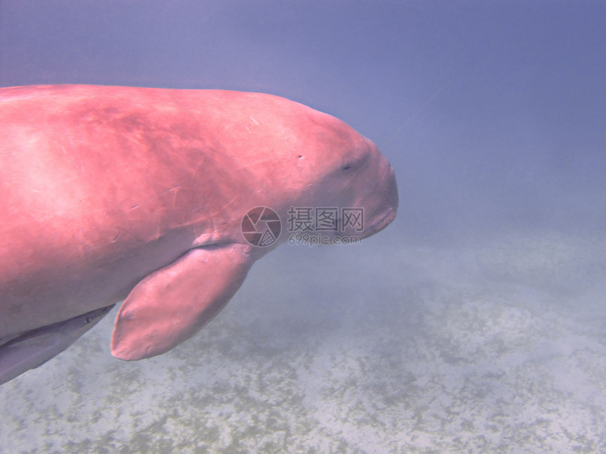 杜贡和海牛哺乳动物6号礁图片