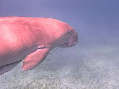 粉红色的海豚杜贡和海牛哺乳动物6号礁背景