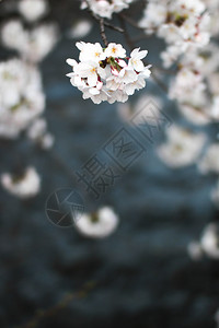开花树朵日本樱图片