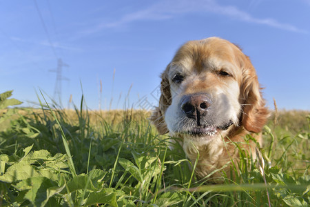 鼻子在田里吃草的狗金色猎犬近在地上画着可笑的肖像动物寻回犬图片