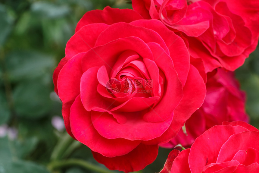 植物群花的春天在园里放红玫瑰自然图片