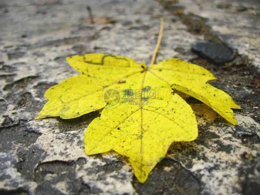 秋天寒冷的看黄叶落到黑暗的地上图片