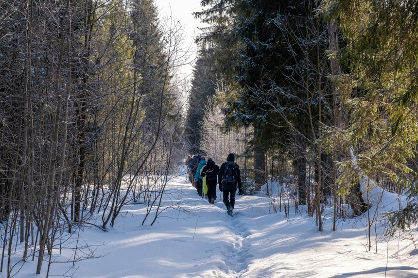 俄罗斯阳光明媚的寒冬雪林中一群游客种森林寒冷的图片