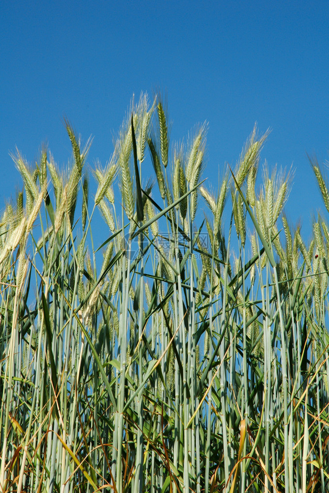 哈弗农业绿色大麦的一个字段图片
