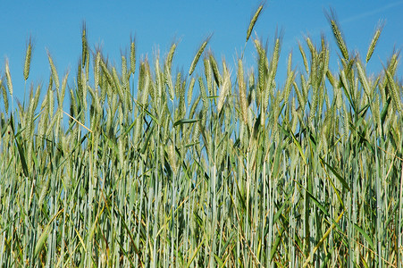 植物哈弗大麦的一个字段谷物图片
