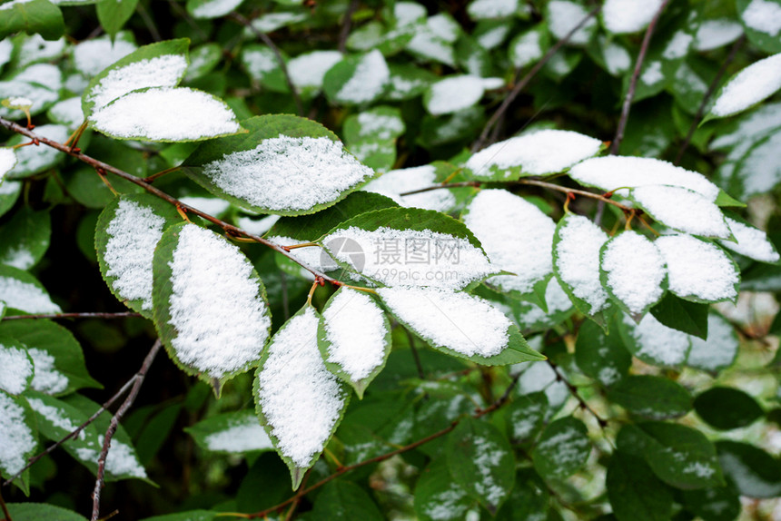 一种第场冰冻雪躺在棵树的仍然绿色枝上跌倒谎言图片