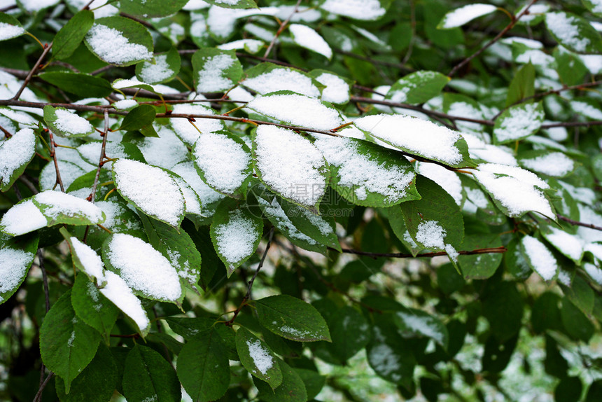 寒冷的冻结第一场冰雪躺在棵树的仍然绿色枝上一种图片