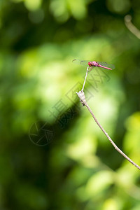 树枝上的蜻蜓背景图片