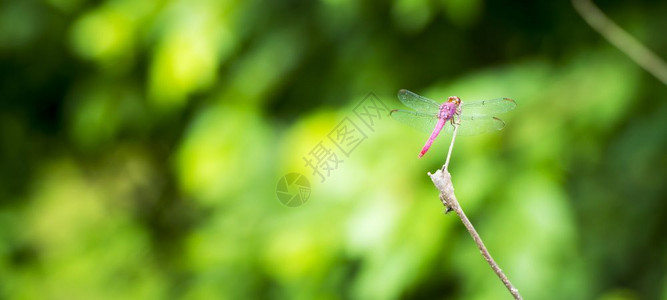 树枝上的蜻蜓背景图片