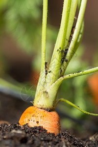 土里的胡萝卜背景图片