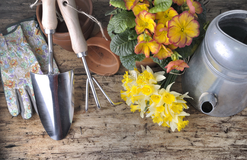 报春花金属带有水仙和生木本花盆的园艺工具图片