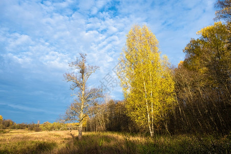树叶自然孤独一片单的树枝与黄叶和一棵大树在秋林背景上没有叶子俄罗斯图片