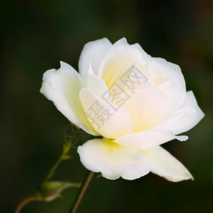 多年生白玫瑰在黑暗绿背景中花的开图片