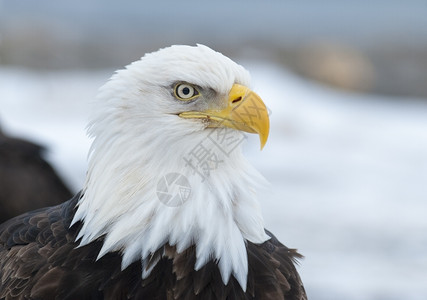 霍默的秃鹰肖像荷马美国人海藻图片
