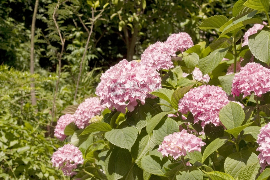 茎植被花瓣绣球图片