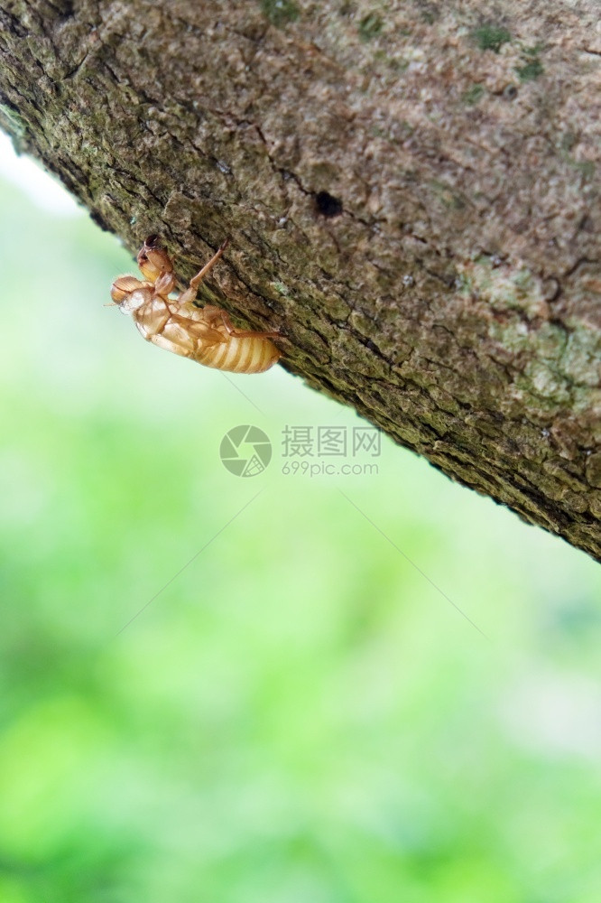 蜕皮昆虫在树上切除泰国动物图片