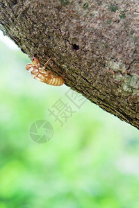 蜕皮昆虫在树上切除泰国动物图片