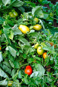 植物种在葡萄树上生长的罗马番茄水果蔬菜图片