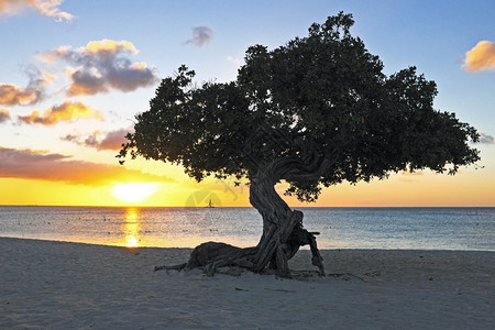 阿鲁巴岛的Dividivi树户外海滩自然图片