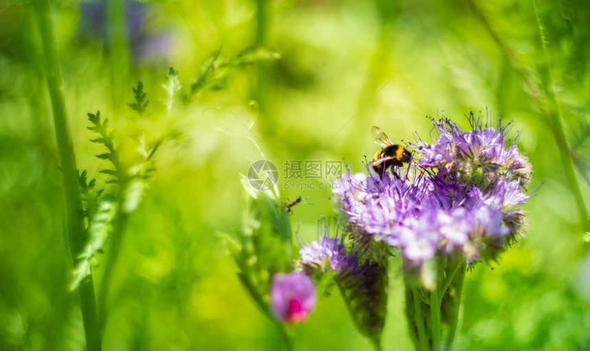 肥料熊蜂Phaceliatanacetifolia花和大黄蜂与复制空间Phacelia花和大黄蜂雷诺图片
