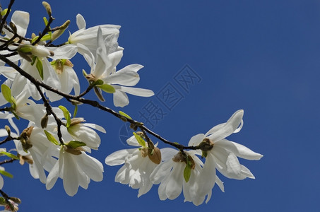 春天花园里的玉兰树开花瓣木户外图片