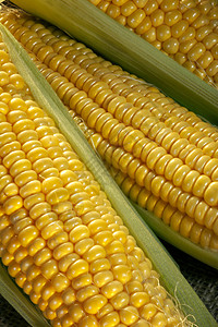 CornontheCob一个烹饪术语用于煮熟的耳朵从甜玉米耕种地中新鲜摘到的玉米艾伦学期为了背景图片
