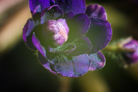 新鲜明亮的美丽紫色花朵瓣自然图片