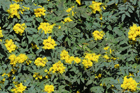 花园自然叶子带春黄花的无缝灌木纹理图片