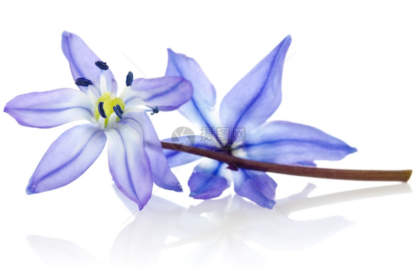 细节白色背景上反射的蓝色花植物群的图片