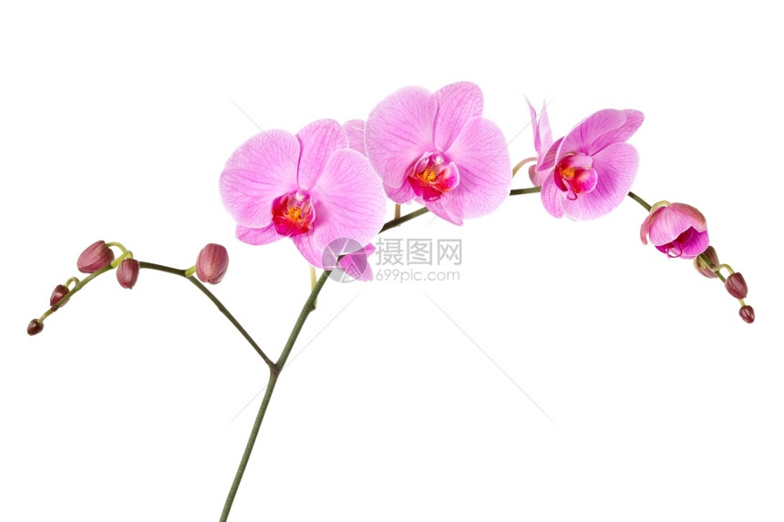 植物粉色的自然孤立在白色背景上的粉红兰花图片