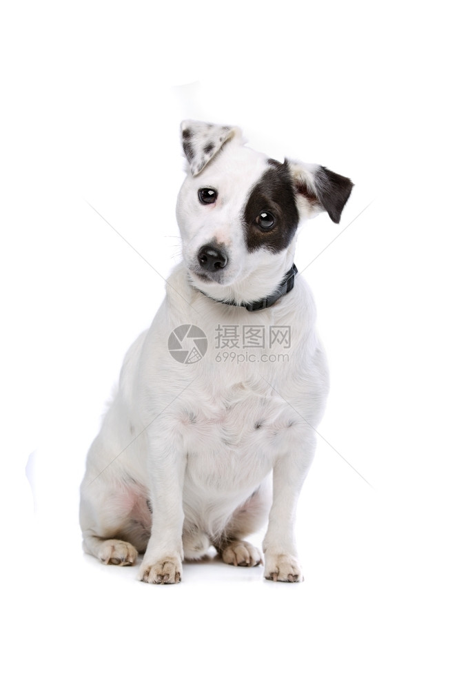 犬类我是杰克罗素梗犬在白色背景前一种图片