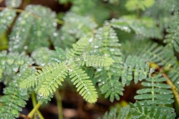 树叶敏感绿色植物MimosaPudica敏感绿色植物露水全画幅特写有机的图片