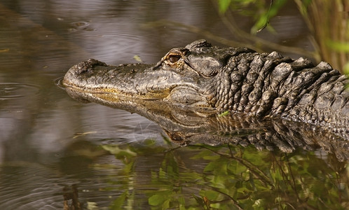 爬虫浅水中的美国鳄鱼肖像有反射的美国鳄鱼野生动物图片