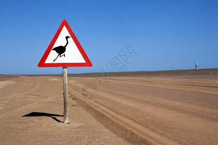 沙漠里的鸵鸟标志图片