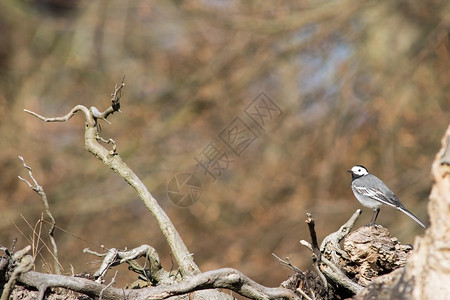 水平的鸟白瓦格塔莫奇拉阿巴在春天坐一棵树上莫塔西拉图片