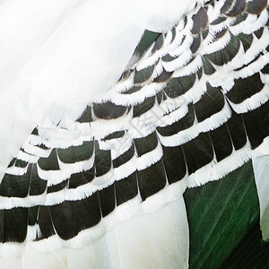 阮詹美丽的纹理羽毛背景油漆的斯图尔克羽毛自然鹳图片