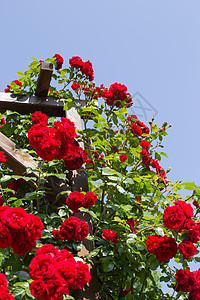江山万里红乔木有红花朵玫瑰的芳香一部分种树叶背景