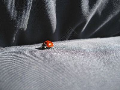 自然温暖的步行穿牛仔裤走路的Ladybug在户外夏季图片
