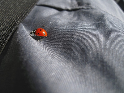 自然生活漏洞穿牛仔裤走路的Ladybug在户外夏季图片