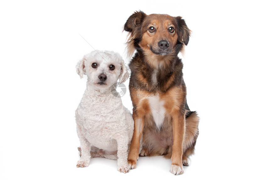 工作室两只狗白种背景被隔离小狗图片