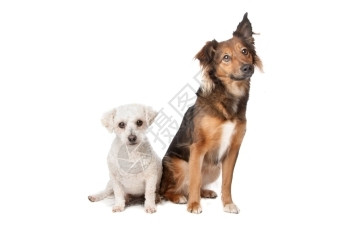 两只狗白种背景被隔离纯宠物犬类图片